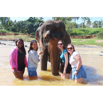 Washing a juvenile orphan elephant