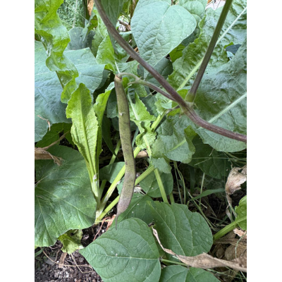 Bean pod in Three Sisters Garden at SUNY Binghamton.