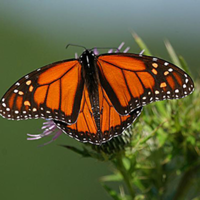 A monarch butterfly spreads its wings