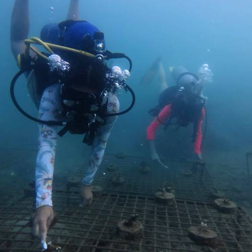 Scuba divers with coral restoration system