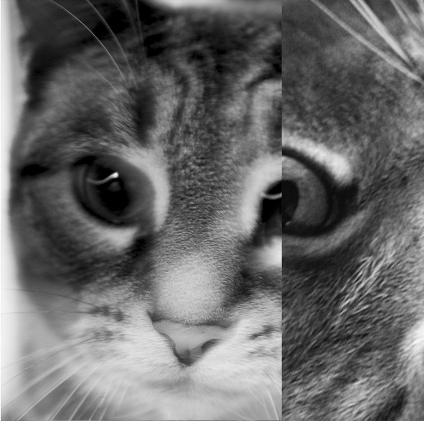 Jacob Robinson, &ldquo;Art from Isolation&rdquo;, Virtual student exhibition, June &ndash; August, 2020, Dowd Gallery, SUNY Cortland