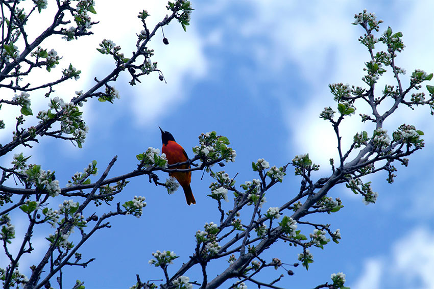 Kayla Hinkle, &ldquo;Art from Isolation&rdquo;, Virtual student exhibition, June &ndash; August, 2020, Dowd Gallery, SUNY Cortland