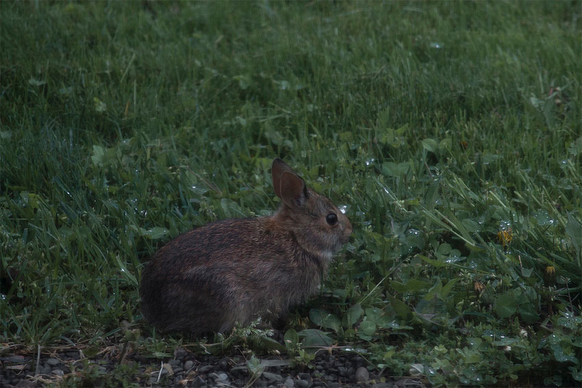 Kayla Hinkle, &ldquo;Art from Isolation&rdquo;, Virtual student exhibition, June &ndash; August, 2020, Dowd Gallery, SUNY Cortland