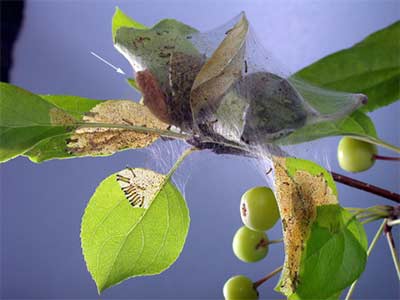 Browntail Caterpillar