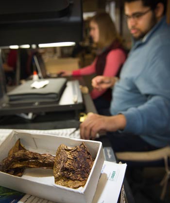 Index Herbarium project fungi - closeup