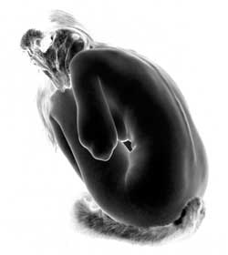 Sarah Lampke BFA exhibition Lampke BFA Wolfgirl