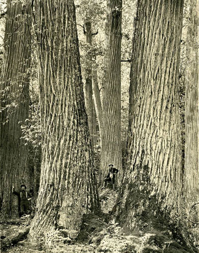 mature American chestnut trees historical photo