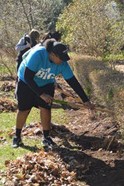 raking out the bushes